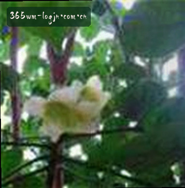 孙悦